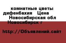 комнатные цветы дифенбахия › Цена ­ 2 500 - Новосибирская обл., Новосибирск г.  »    